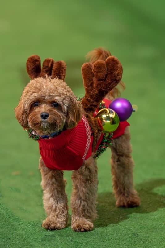 Dog winner-