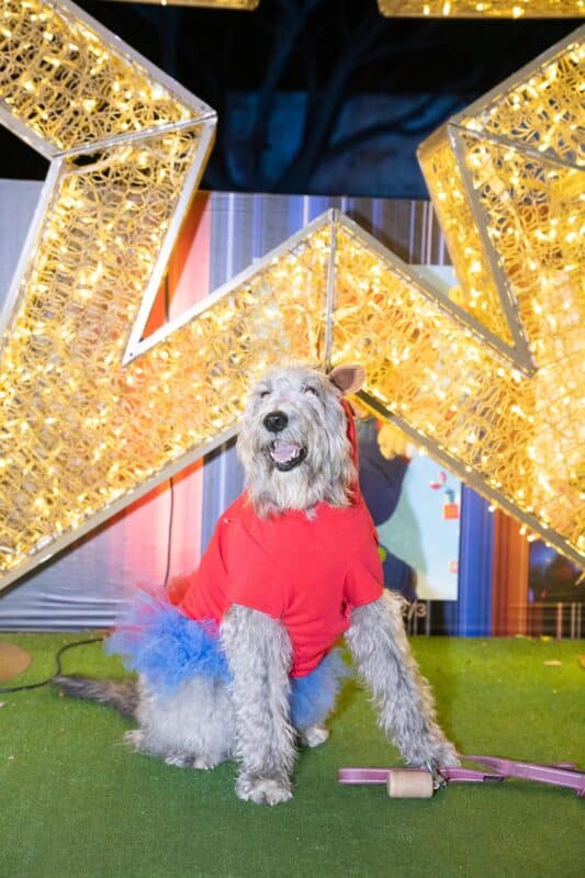 Pet Pagent-00348