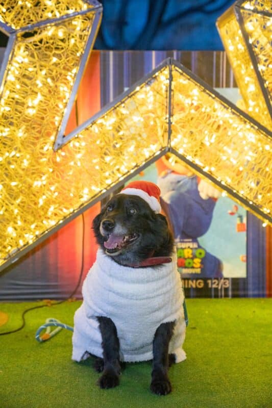 Pet Pagent-00351